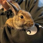 happ looking rabbit held in arms