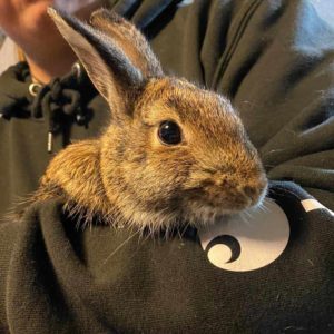 happ looking rabbit held in arms