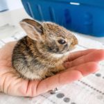 small cottontail rabbit sitting on a person's hand