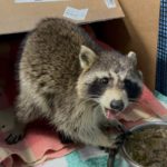 raccoon standing by cardboard box on blankets and eating from food dish