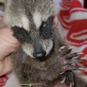 debilitated raccoon held by scruff