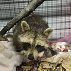 raccoon standing in cage