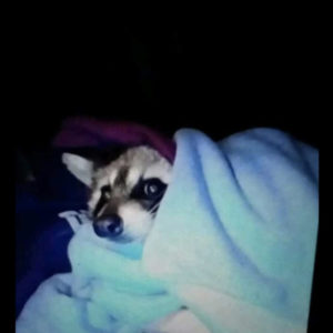 head of raccoon peeking out from blue blanket