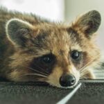 closeup of raccoon lying down on floor