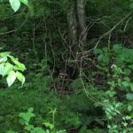 raccoon standing in the woods