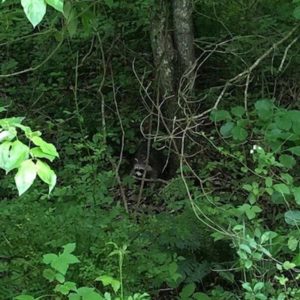 raccoon standing in the woods