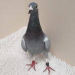 racing pigeon standing on towel