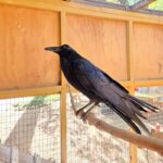 raven perched on branch in enclosure
