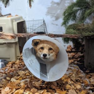 red fox wearing ecollar stands by carrier in enclosure with wood chip bedding