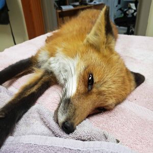 red fox lying on towel