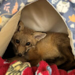 young red fox resting in fabric hideaway