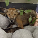 red fox with eyes crusted shut and fur patchy from mange lies on towels in a pen