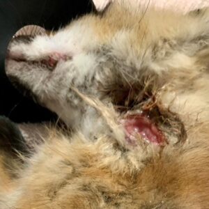 neck wound suffered by young red fox when mother was shot