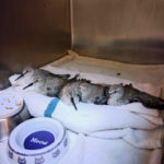 red knot sandpipers in cage propped up in a line on a towel near food and water dishes