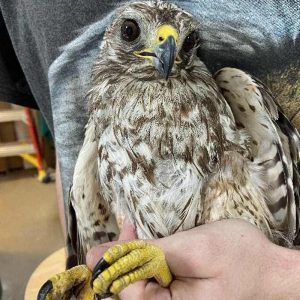 red-shouldered-hawk held in hands