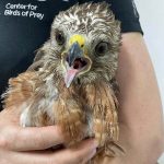 red shouldered hawk being held in arms