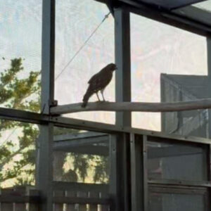 red-shouldered hawk on perch in aviary