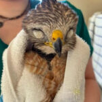 face of red-shouldered hawk held in towel with eyes closed