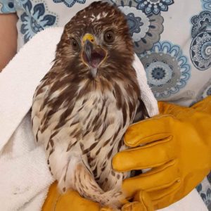 red-shouldered hawk held by gloved hands