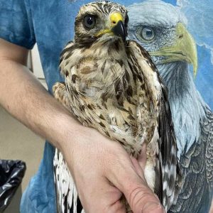 red-shouldered hawk held in arms
