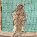 red-shouldered hawk perches on branch in enclosure
