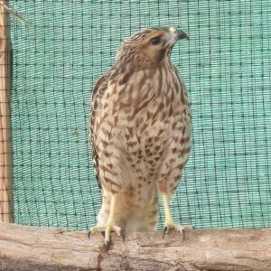 red-shouldered hawk perches on branch in enclosure