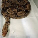 red-tail boa curled in circle inside enclosure