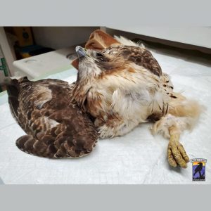 red-tailed hawk contorted due to poisoning