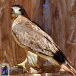 red-tailed hawk on perch in habitat