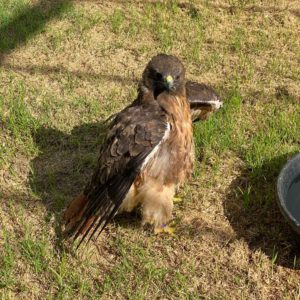 red-tailed hawk standing on grass inside aviary