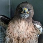 head and chest of a red-tailed hawk