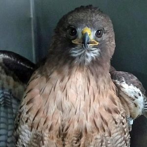 head and chest of a red-tailed hawk