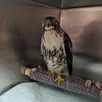 red-tailed hawk on perch in cage