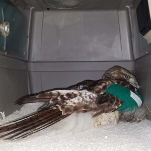 red-tailed hawk with bandaged wing lying in carrier