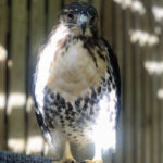 red-tailed hawk standing in enclosure