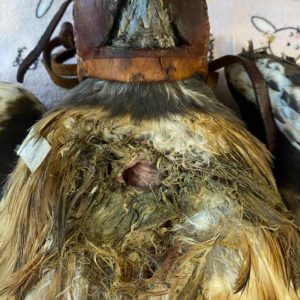 red-tailed hawk wearing blinders and lying down to show injury to crop