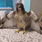 red-tailed hawk standing on table indoors with wings spread