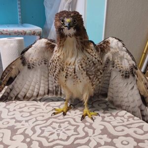 red-tailed hawk standing on table indoors with wings spread