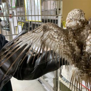 person spreading left wing of red-tailed hawk at cage to show singed feathers