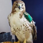 red-tailed hawl with injured wing