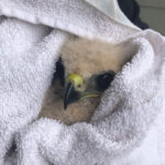 red-tailed hawk chick wrapped in towel with only head visible
