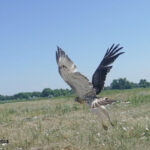 red-tailed hawk flying off over grassy field