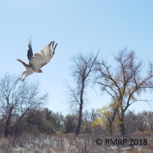 red-tailed hawk flying off over field