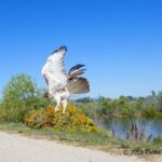 red-tailed hawk flying off over land with water in background