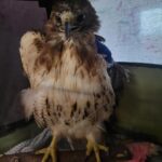 red-tailed hawk inside a fabric carrier