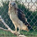 red-tailed hawk with new feathers perched in outdoor cage