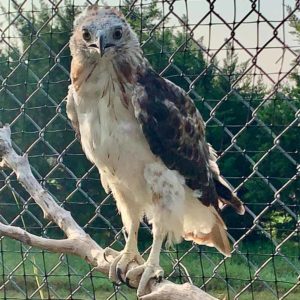 red-tailed hawk with new feathers perched in outdoor cage