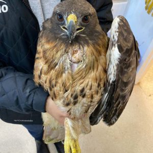 red-tailed hawk with crop injury held in hand