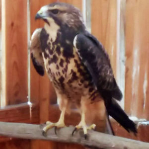 red-tailed hawk standing on perch in enclosure