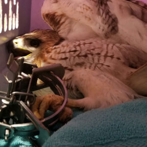 red-tailed hawk lying in carrier with leg caught in trap